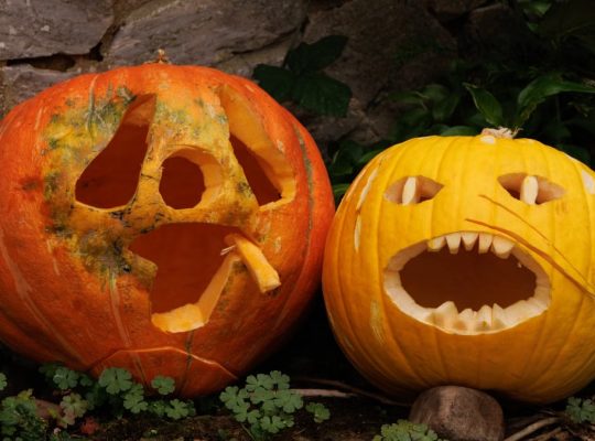 Two carved pumpkins with spooky faces sit outdoors, perfect for Halloween decoration.